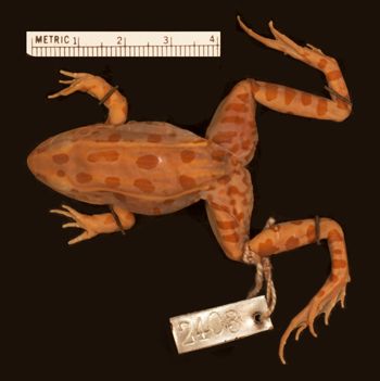 Media type: image;   Herpetology A-2403